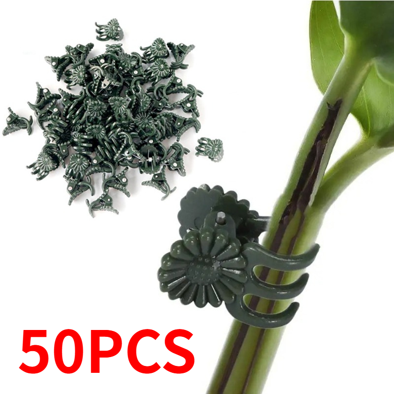 50 szt. 5-ramiennych ciemnozie – Florist Supply Bulk recenzja i cena